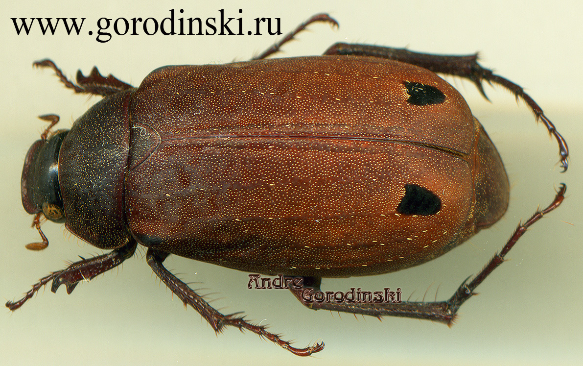 http://www.gorodinski.ru/scarabs/Melolonthinae sp..jpg